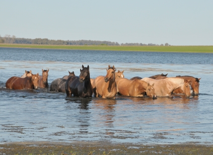 gallery/caballo baner