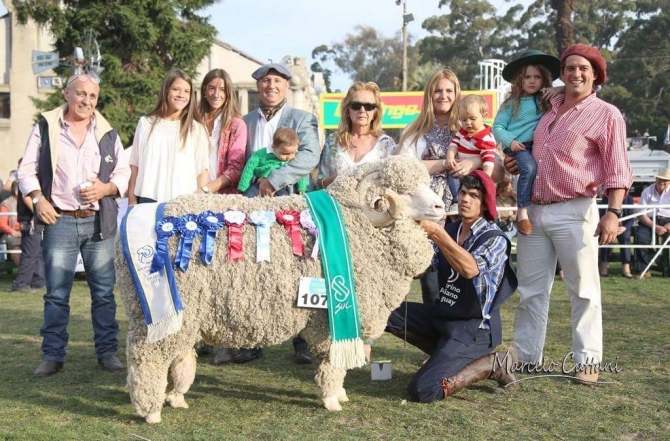 Borregos de la cabaña