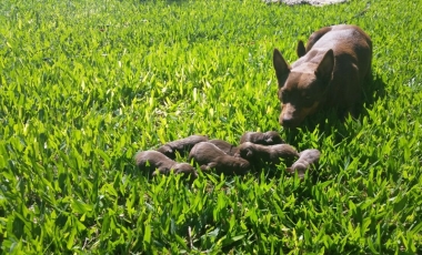 Perro Kelpie de la cabaña